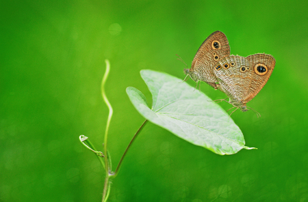 Butterfly,の写真素材