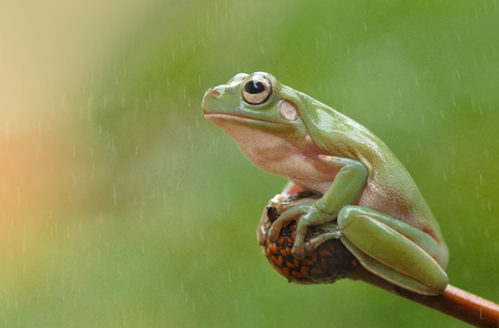 Frogの写真素材