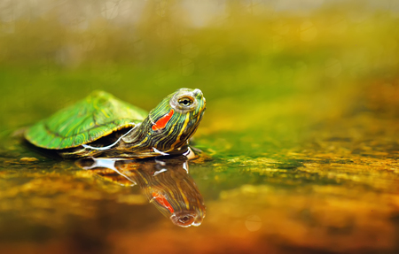 Turtleの写真素材