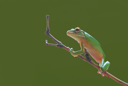 frog on a branchの写真素材