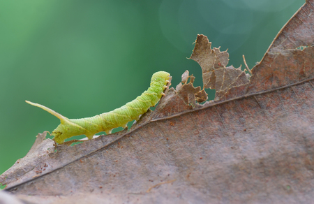 Caterpillar on a dead leaveの写真素材