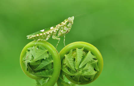 praying mantis on stageの写真素材