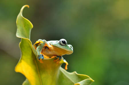 frog on Leaf dumpy frogの写真素材