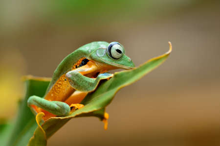 frog on Leaf dumpy frogの写真素材
