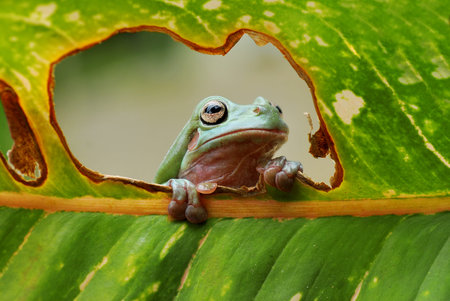 <p>Green tree frog on a leaf in the rainforest</p>の写真素材