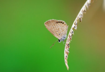 butterfly on green leaf in the wild nature or in the gardenの写真素材