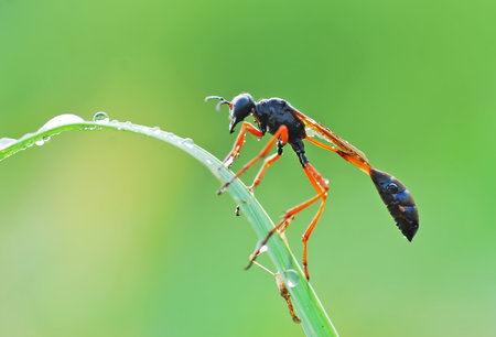 insects on green leaf in the wild nature or in the gardenの写真素材