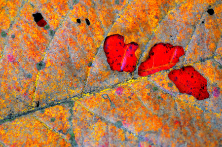 red heart on the autumn leaf as a background, closeup of photoの写真素材