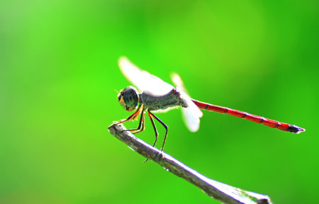 dragonfly on a stick in the wild, closeup of photoの写真素材