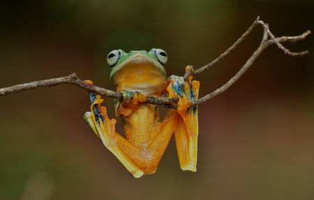 red-eyed tree frog (Agalychnis callidryas) on a branchの写真素材
