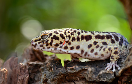 Leopard gecko (Eublepharis macularius)の写真素材