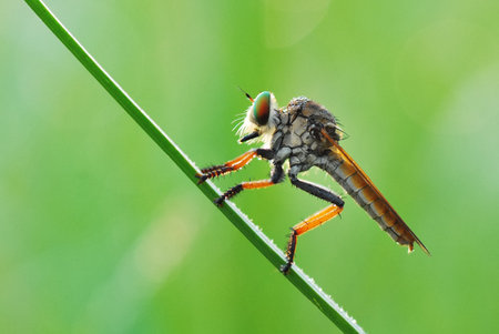 Image of robber fly (Asilidae) on green background. Insect Animalの写真素材