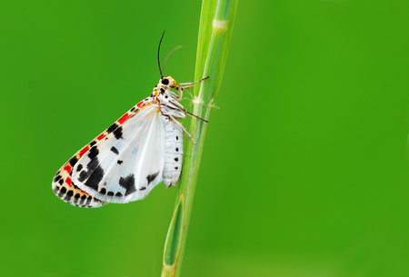 Butterfly on grass in green nature or in the garden.の写真素材
