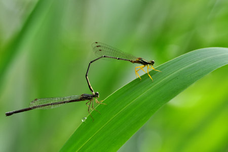 Close up of two dragonflies mating on a green leaf in natureの写真素材