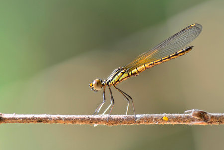 Close up of a dragonfly on a twig in the forestの写真素材