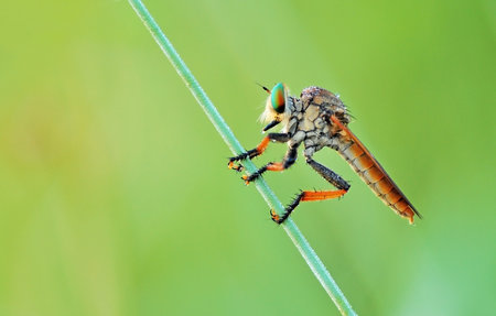 Robber fly in green nature or in the city or in the parkの写真素材