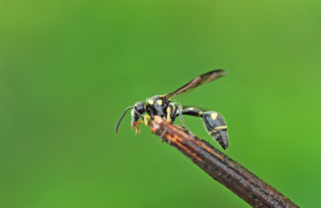 wasp on branch in green nature or in the garden. macroの写真素材