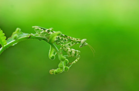 Praying Mantis (Phasmatodea) on green leafの写真素材