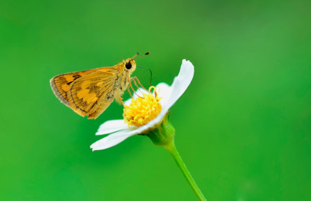 Butterfly on flower in the garden. (Phoenicoptera)の写真素材