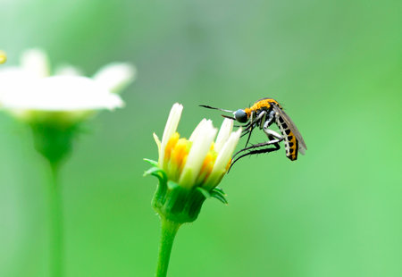 toxopora on flower in the garden, Thailand. Macro.の写真素材