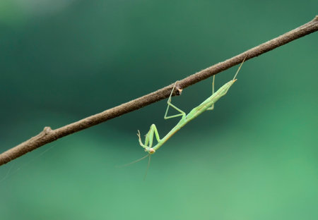 Praying Mantis (Mantis religiosa) on a branchの写真素材