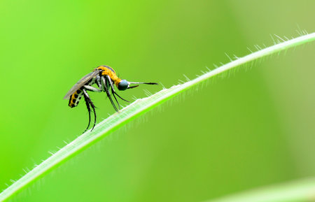toxopora on green leaf in the wild or in the natural environmentの写真素材