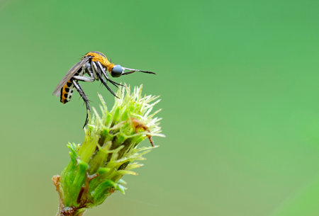 Syrphidae insects on flower in the nature or in the gardenの写真素材