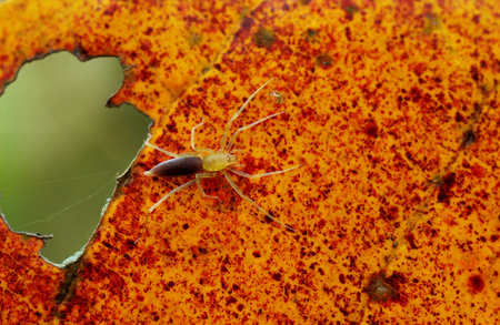 Macro spider on a leaf with a hole in the middle.の写真素材