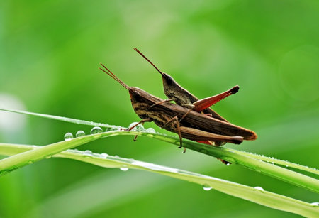 Grasshopper on a blade of grass with dew dropsの写真素材