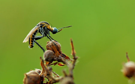 Image of fly on plant in the wild nature. Insect Animal.の写真素材