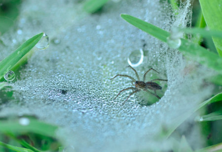 Spider in the dew drops on the green grass. Selective focusの写真素材