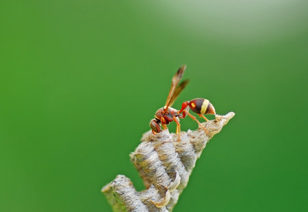 wasp on plant in the wild, north china. macroの写真素材