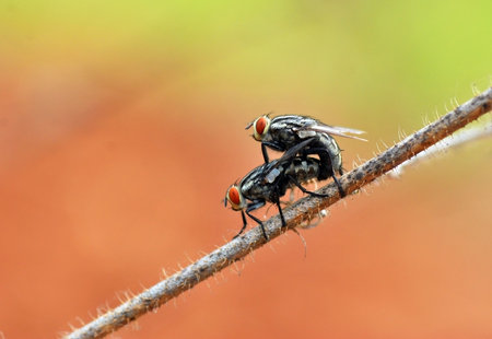 fly mating on a branch in the wild, north china.の写真素材