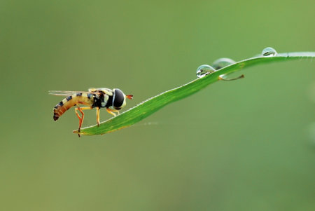 Hoverfly on a blade of grass with dew drops.の写真素材