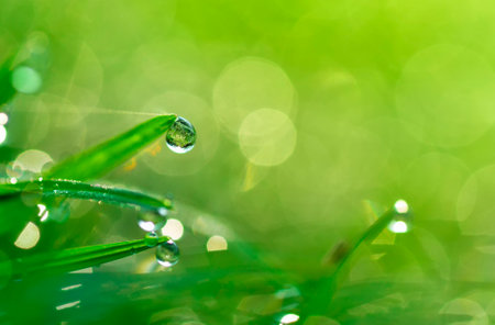 dew drops on the green grass in nature. shallow depth of fieldの写真素材