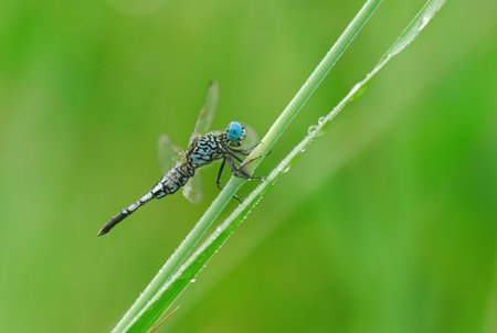 Blue dragonfly on the blade of grass in the wild nature.の写真素材