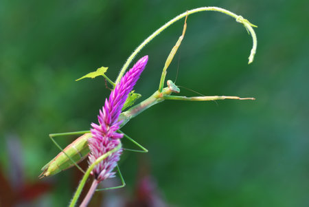 Praying mantis (Mantis religiosa) on pink flowerの写真素材
