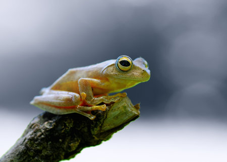 European tree frog (Hyla arborea) on a branchの写真素材