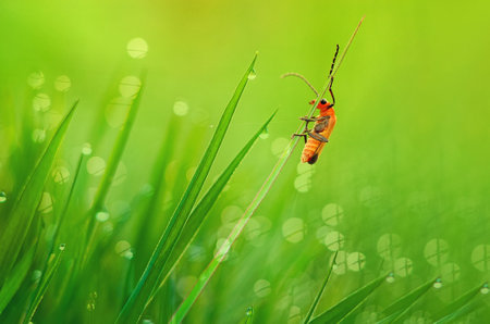 Longhorn beetle on green grass with bokeh background.の写真素材