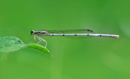 Damselfly on a green leaf in the wild nature. macroの写真素材