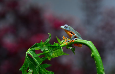 Red-eyed Tree Frog (Agalychnis callidryas)の写真素材