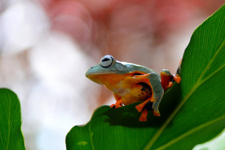 red-eyed tree frog (Agalychnis callidryas)の写真素材