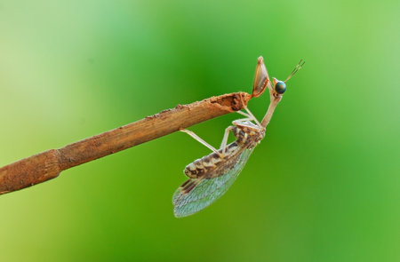 Praying mantis on twig in green nature or in the gardenの写真素材
