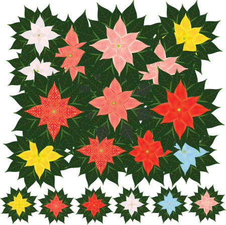 Set of vector compositions from Poinsettia Flower. for wedding concept - flowers, Floral posters, vector arrangements for greeting card or invitation design, and other.のイラスト素材