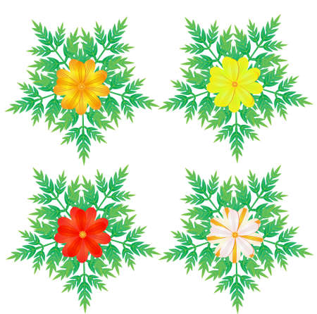 Set of vector compositions from Cosmos Sulphureus Flower. for wedding concept - flowers, Floral posters, vector arrangements for greeting card or invitation design, and other.
Mimosa Pudica Flowerのイラスト素材