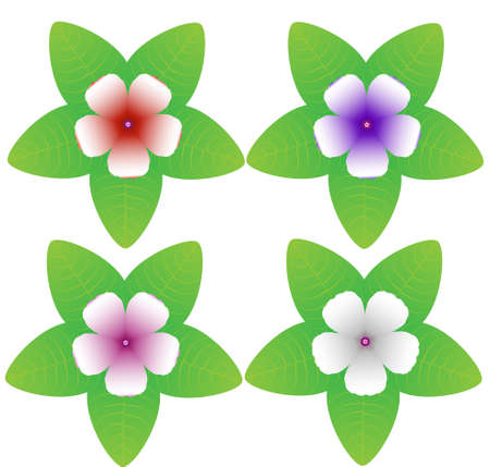 Set of vector compositions from Ipomoea Carnea Flower. for wedding concept - flowers, Floral posters, vector arrangements for greeting card or invitation design, and other.のイラスト素材