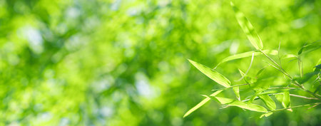Bamboo leaves, Green leaf on blurred greenery background. Beautiful leaf texture in sunlight....