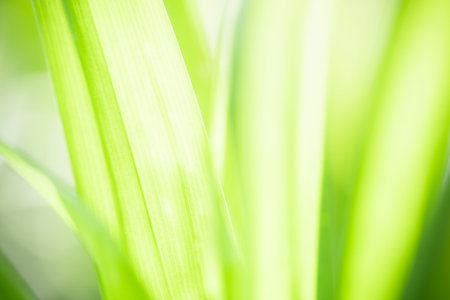Green leaf nature on blurred greenery background. Beautiful leaf texture in sunlight. Natural...