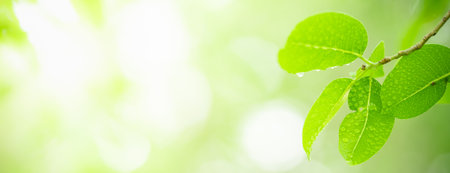 Green leaf nature on blurred greenery background. Beautiful leaf texture in bokeh sunlight. Natural...