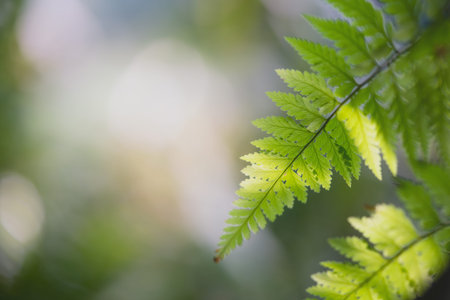 Green leaf nature on blurred greenery background. Beautiful leaf texture in sunlight. Natural...